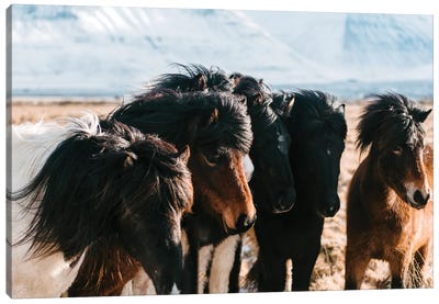 A Flock Of Horses In The Icelandic Planes Canvas Art Print - Michael Schauer