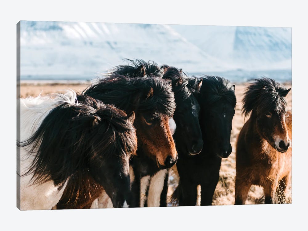 A Flock Of Horses In The Icelandic Planes by Michael Schauer 1-piece Canvas Wall Art