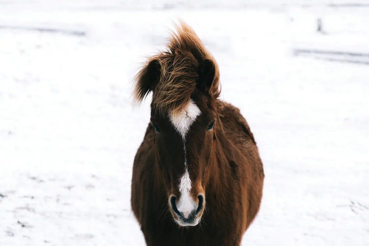 Brown Horse In The Snow In Iceland