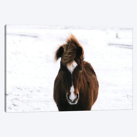 Brown Horse In The Snow In Iceland Canvas Print #SCE65} by Michael Schauer Canvas Print