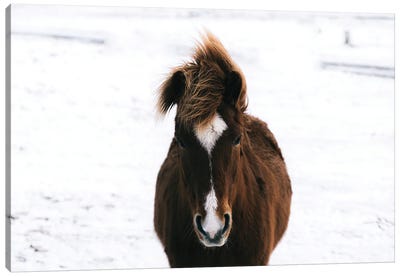 Brown Horse In The Snow In Iceland Canvas Art Print - Michael Schauer