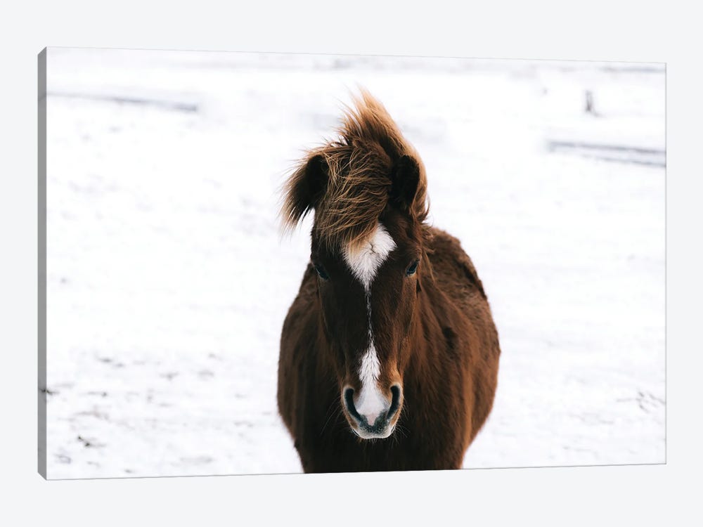 Brown Horse In The Snow In Iceland by Michael Schauer 1-piece Art Print