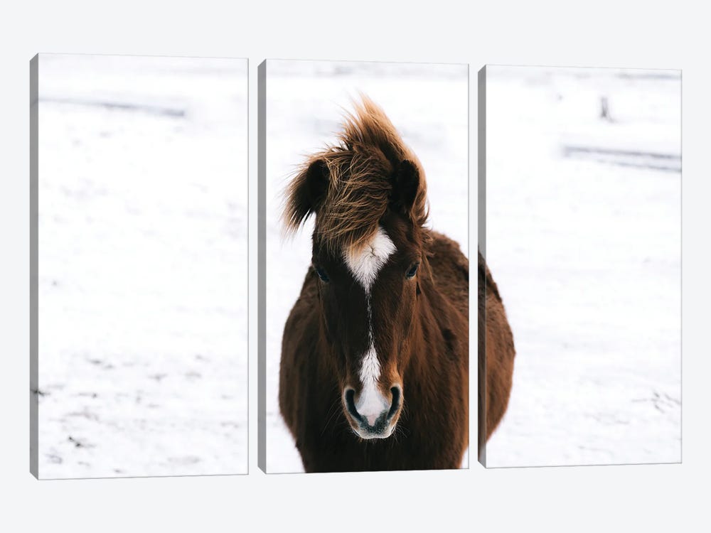 Brown Horse In The Snow In Iceland by Michael Schauer 3-piece Canvas Art Print