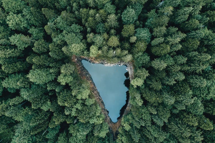 Hidden Lake In A Forest