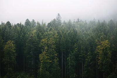 Foggy Pine Forest by Michael Schauer framed wall art
