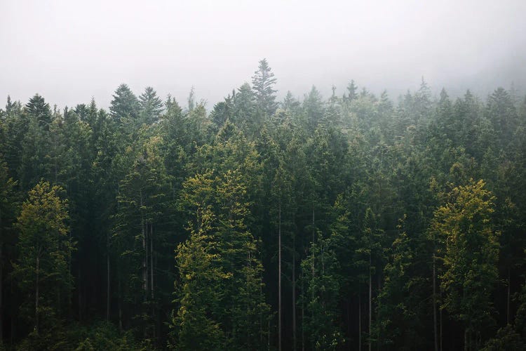 Foggy Pine Forest