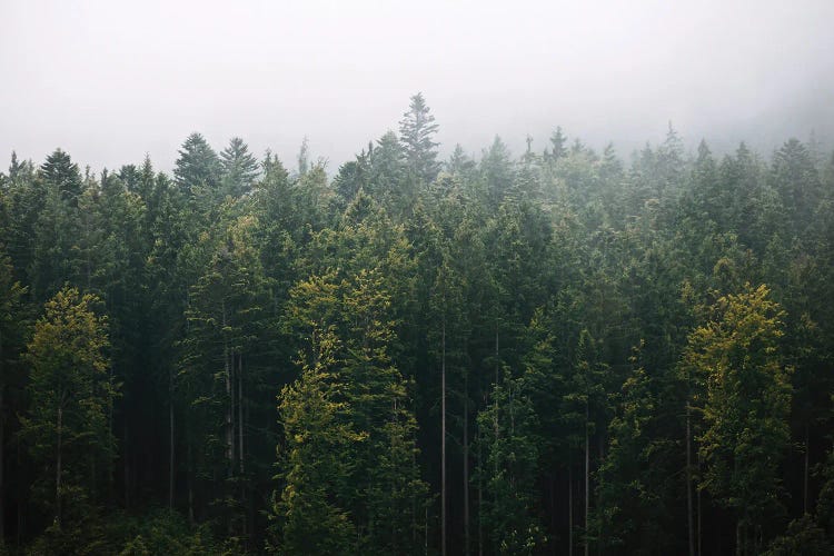 Foggy Pine Forest