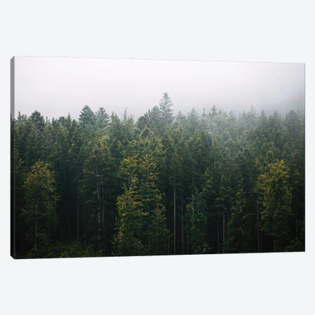 Foggy Pine Forest Canvas Print #SCE74} by Michael Schauer Canvas Art