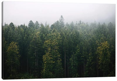 Foggy Pine Forest Canvas Art Print - Michael Schauer