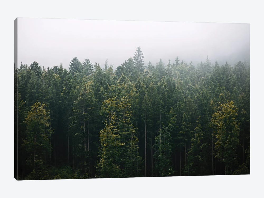 Foggy Pine Forest by Michael Schauer 1-piece Canvas Art Print