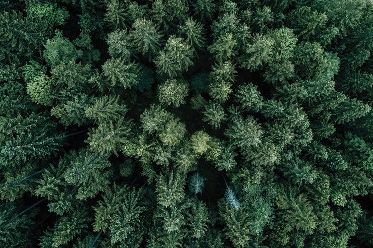 Minimal Forest From Above