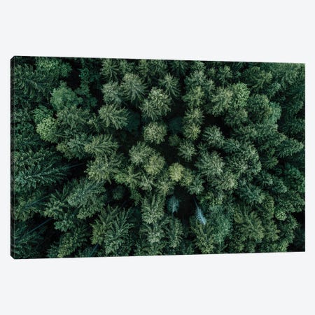 Minimal Forest From Above Canvas Print #SCE76} by Michael Schauer Canvas Artwork