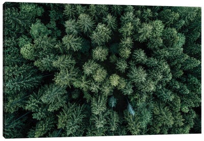 Minimal Forest From Above Canvas Art Print - Michael Schauer