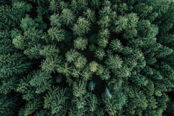 Michael Schauer: Minimal Forest From Above by Michael Schauer