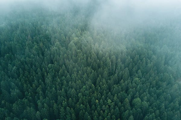 Michael Schauer: Forest From Above Beneath The Clouds by Michael Schauer