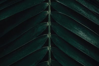 Minimal Palm Leaves by Michael Schauer framed wall art