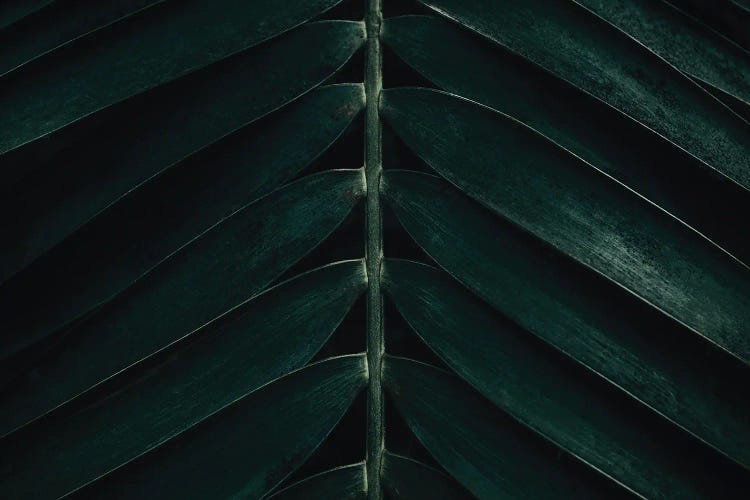 Minimal Palm Leaves