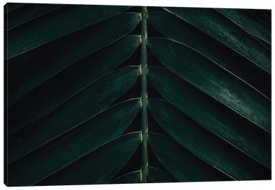 Minimal Palm Leaves Canvas Art Print - Michael Schauer