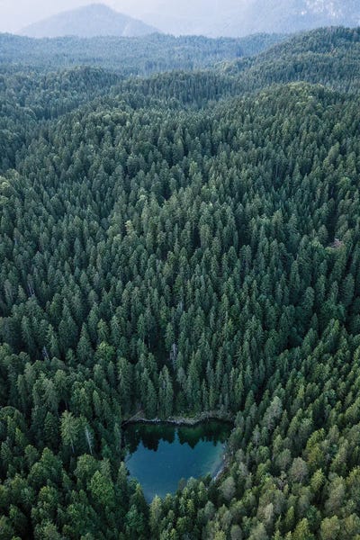 Hidden Lake In An Endless Forest by Michael Schauer framed wall art