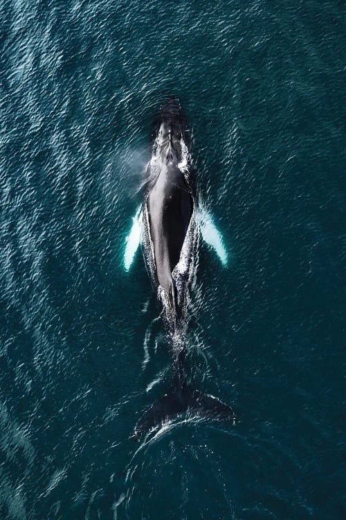 Humpback Whale From Above by Michael Schauer wall art