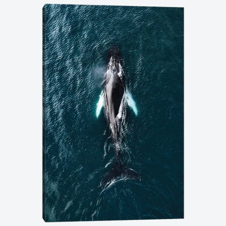 Humpback Whale From Above Canvas Print #SCE91} by Michael Schauer Canvas Art Print