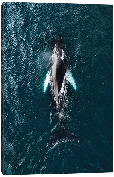 Humpback Whale From Above Canvas Art Print - Michael Schauer