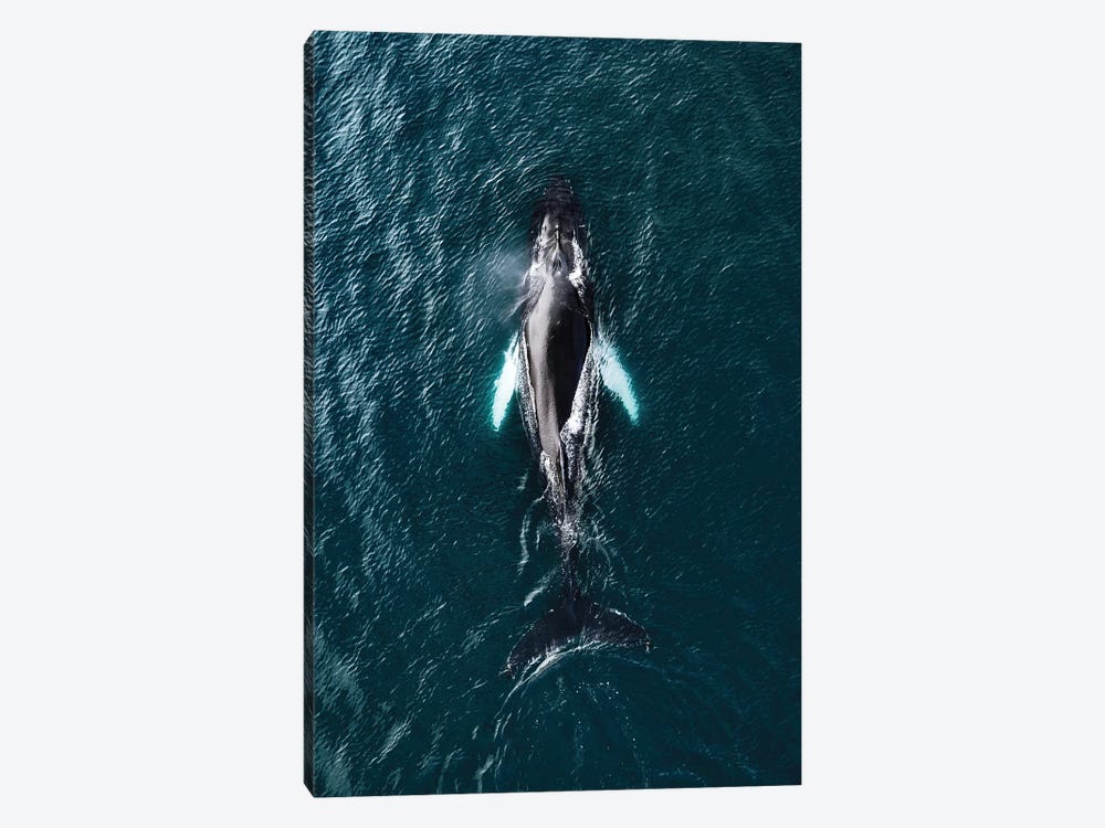 Humpback Whale From Above by Michael Schauer 1-piece Canvas Artwork