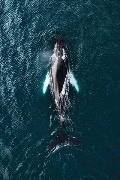 Michael Schauer: Humpback Whale From Above by Michael Schauer