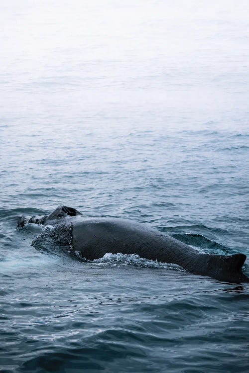 Minimal Humpback Whale Back In The Ocean