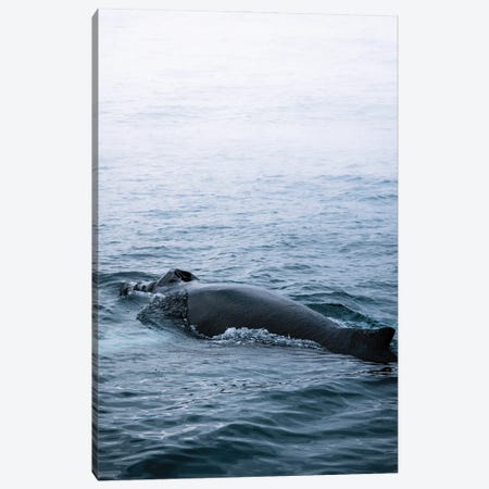 Minimal Humpback Whale Back In The Ocean Canvas Print #SCE92} by Michael Schauer Art Print
