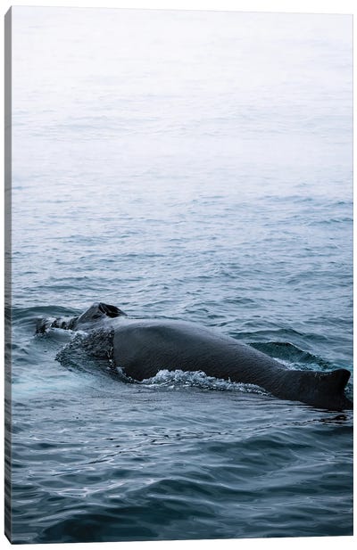 Minimal Humpback Whale Back In The Ocean Canvas Art Print - Humpback Whale Art