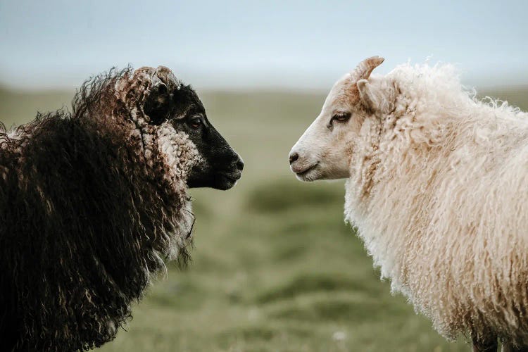 Sheeply In Love by Michael Schauer wall art