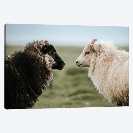 Sheeply In Love Canvas Print #SCE98} by Michael Schauer Canvas Art Print