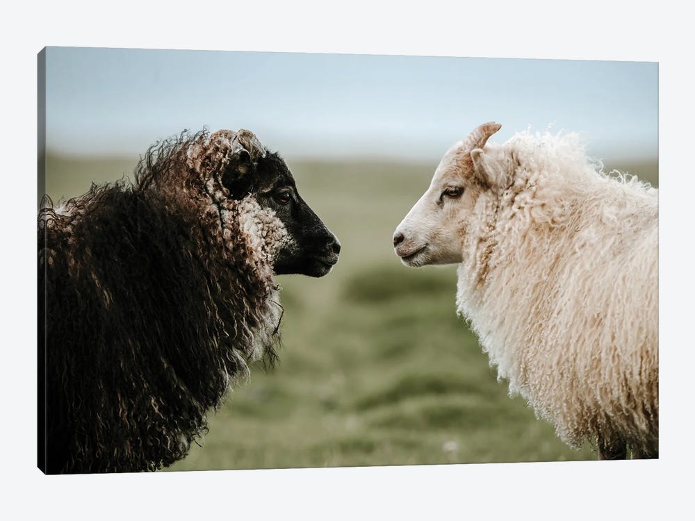Sheeply In Love by Michael Schauer 1-piece Canvas Art Print