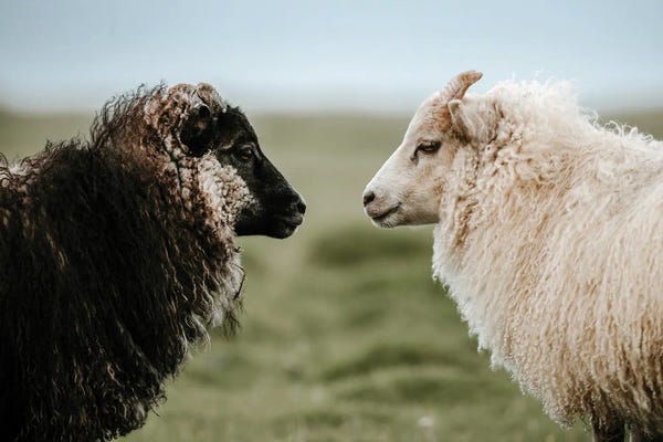 Michael Schauer: Sheeply In Love by Michael Schauer