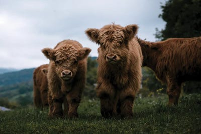 Wooly Cow Babies Playing by Michael Schauer art print