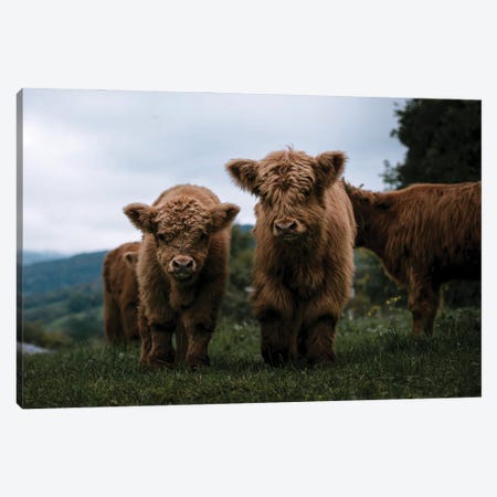 Wooly Cow Babies Playing Canvas Print #SCE99} by Michael Schauer Canvas Art Print