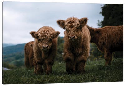 Wooly Cow Babies Playing Canvas Art Print - Michael Schauer