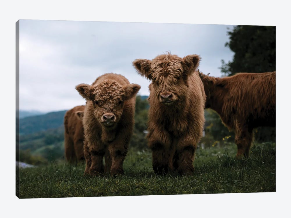 Wooly Cow Babies Playing by Michael Schauer 1-piece Canvas Artwork