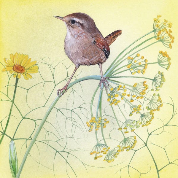 Wrens: Fennel by Sam Cannon Art