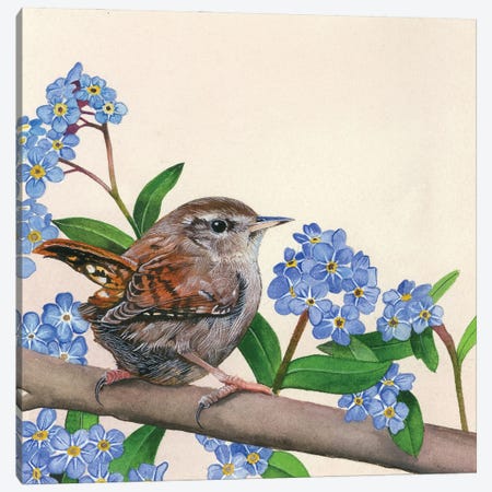 Wren And Forget-Me-Nots Canvas Print #SCN89} by Sam Cannon Art Art Print