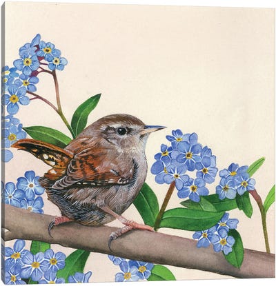 Wren And Forget-Me-Nots Canvas Art Print - Sam Cannon Art