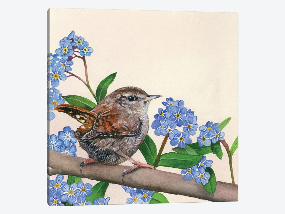 Wren And Forget-Me-Nots by Sam Cannon Art 1-piece Canvas Wall Art
