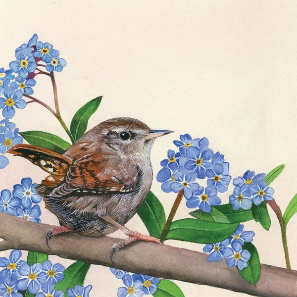Folk Art: Wren And Forget-Me-Nots by Sam Cannon Art