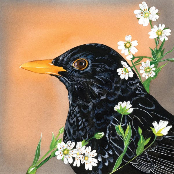 Folk Art: Blackbird And Stitchwort by Sam Cannon Art
