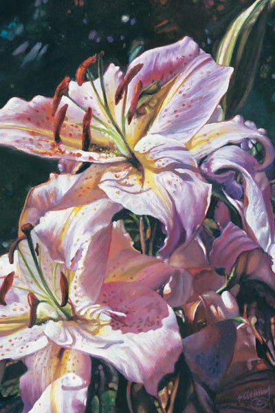 Flower Series Lily IV by Shirley Cleary canvas print