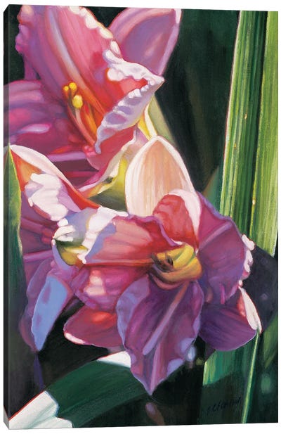 Flower Series V Canvas Art Print - Lily Art