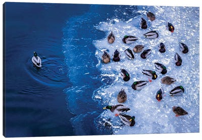 Ducks on Ice Canvas Art Print - Duck Art