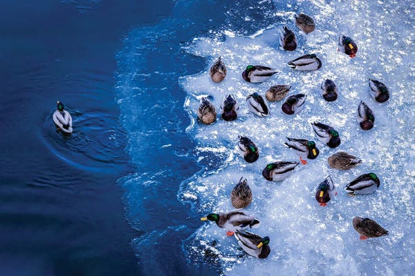 Beth Sheridan: Ducks on Ice by Beth Sheridan