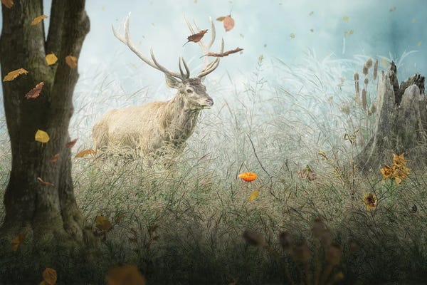 Fantasy Meadow IV